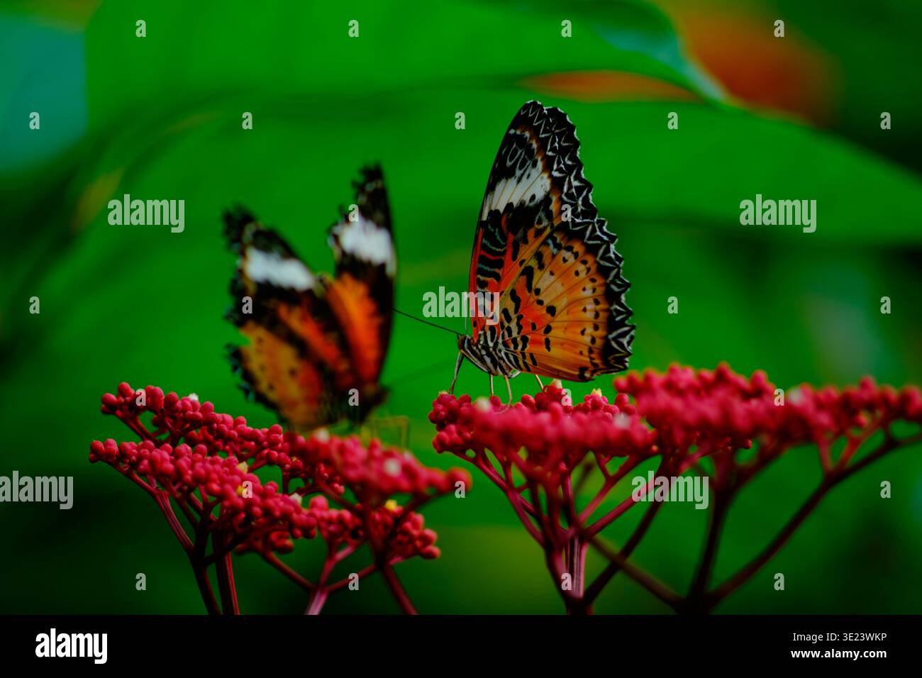 Una bellissima farfalla Lacewing (Cethosia cyane) arroccata su vibranti fiori rossi su un ricco sfondo verde. Cattura l'eleganza, l'armonia dei colori e. Foto Stock
