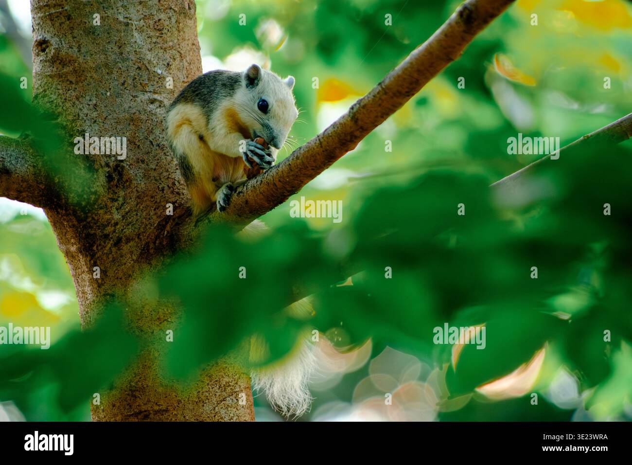 Uno scoiattolo bianco di Finlayson (Callosciurus finlaysonii) che poggia su un ramo d'albero circondato da un fogliame verde tenue. La postura delicata e natura Foto Stock