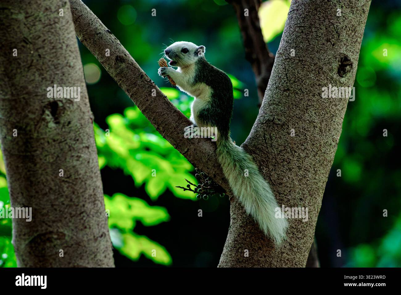 Uno scoiattolo bianco di Finlayson (Callosciurus finlaysonii) in allerta su un tronco d'albero con la sua coda soffice estesa. La posa riflette i premiati Foto Stock