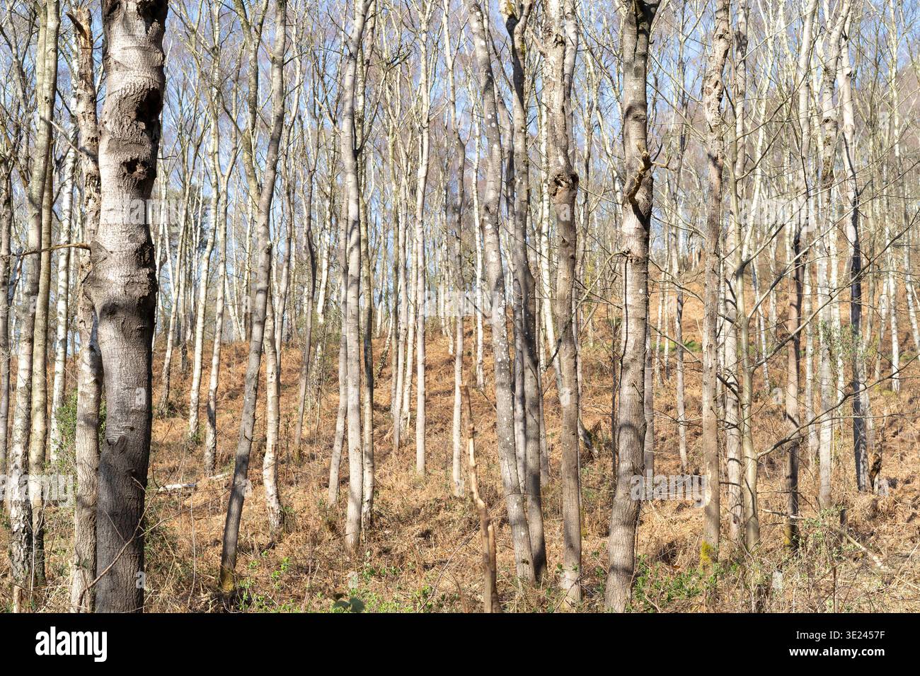Piccoli alberi raggruppati da vicino che crescono perfettamente verticali alla ricerca della luce del sole, primavera senza fogliame. Foto Stock