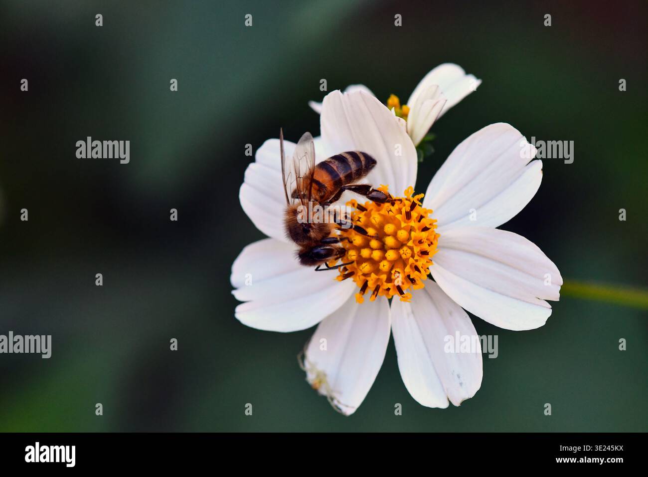 Un incredibile macro girato a Ciego de Ávila, Cuba, che mostra un'ape di miele che raccoglie meticolosamente il nettare da un fiore selvatico bianco. Foto Stock