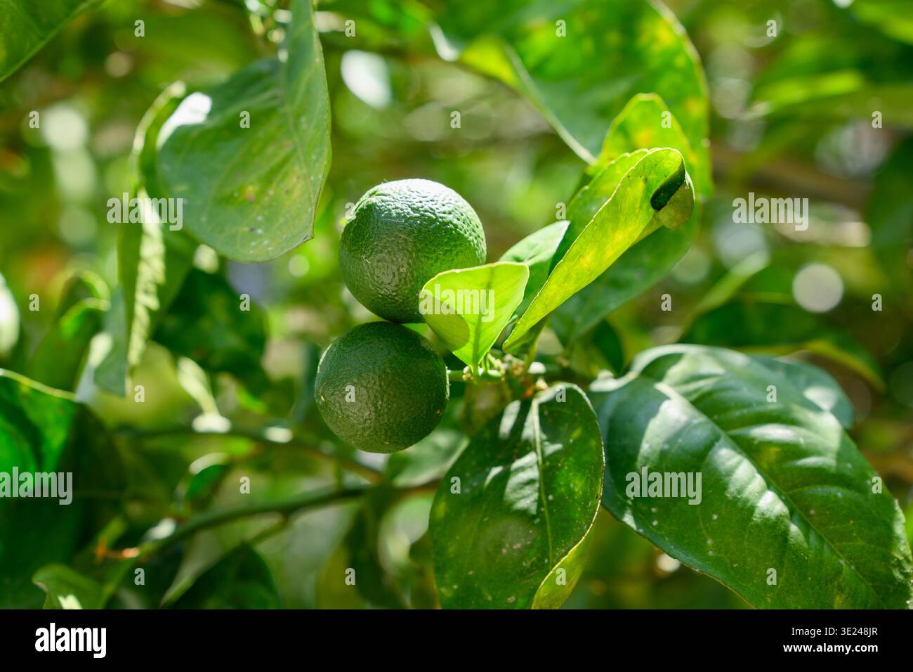 Rami di agrumi baciati dal sole con limes verdi. Piano di un frutteto ravvicinato con agrumi biologici sui rami. Agrumi aurantiifolia) Foto Stock