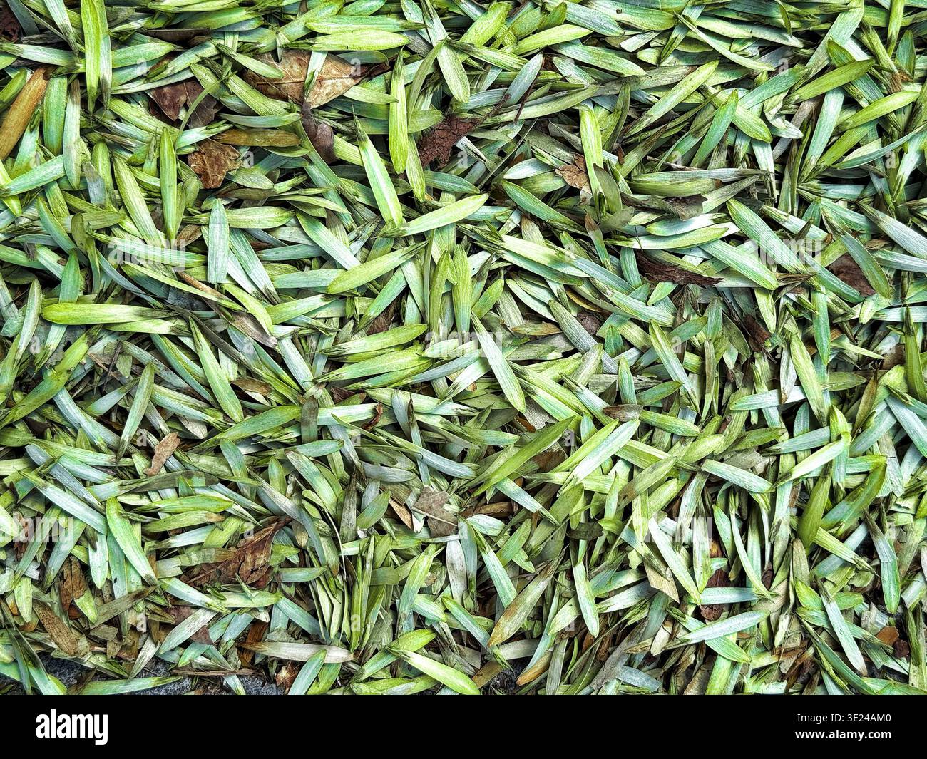 Un denso strato di semi di alberi verdi caduti che ricoprono il terreno durante la stagione primaverile Foto Stock