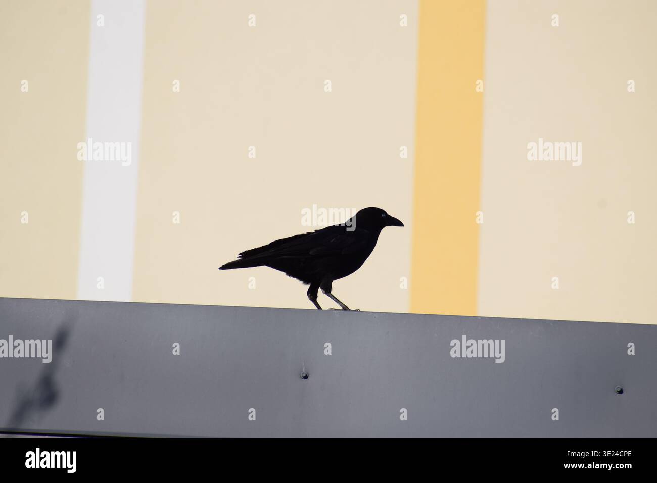 Corvo nero di fronte a un muro arancione Foto Stock