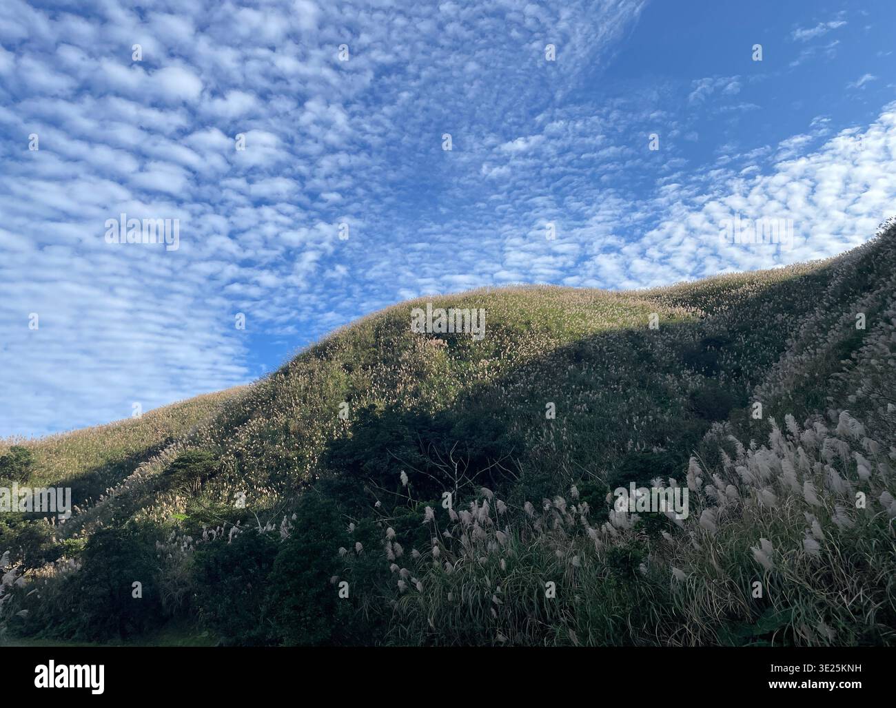 Paesaggio di montagna panoramico con erba d'argento (Miscanthus) che fiorisce in primo piano sotto un cielo blu con nuvole cirrocumulus bianche. - Immagine stock catturata con smartphone