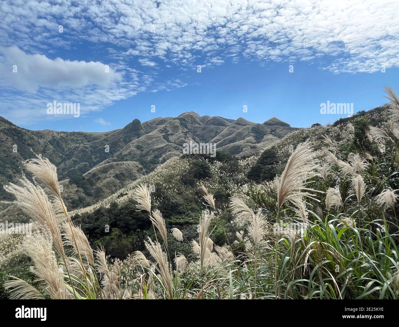 Paesaggio di montagna panoramico con erba d'argento (Miscanthus) che fiorisce in primo piano sotto un cielo blu con nuvole cirrocumulus bianche. - Immagine stock catturata con smartphone