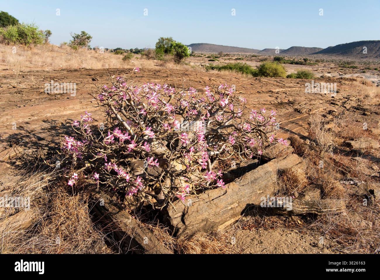 Rosa del deserto, Tsavo East National Park, Kenya Foto Stock