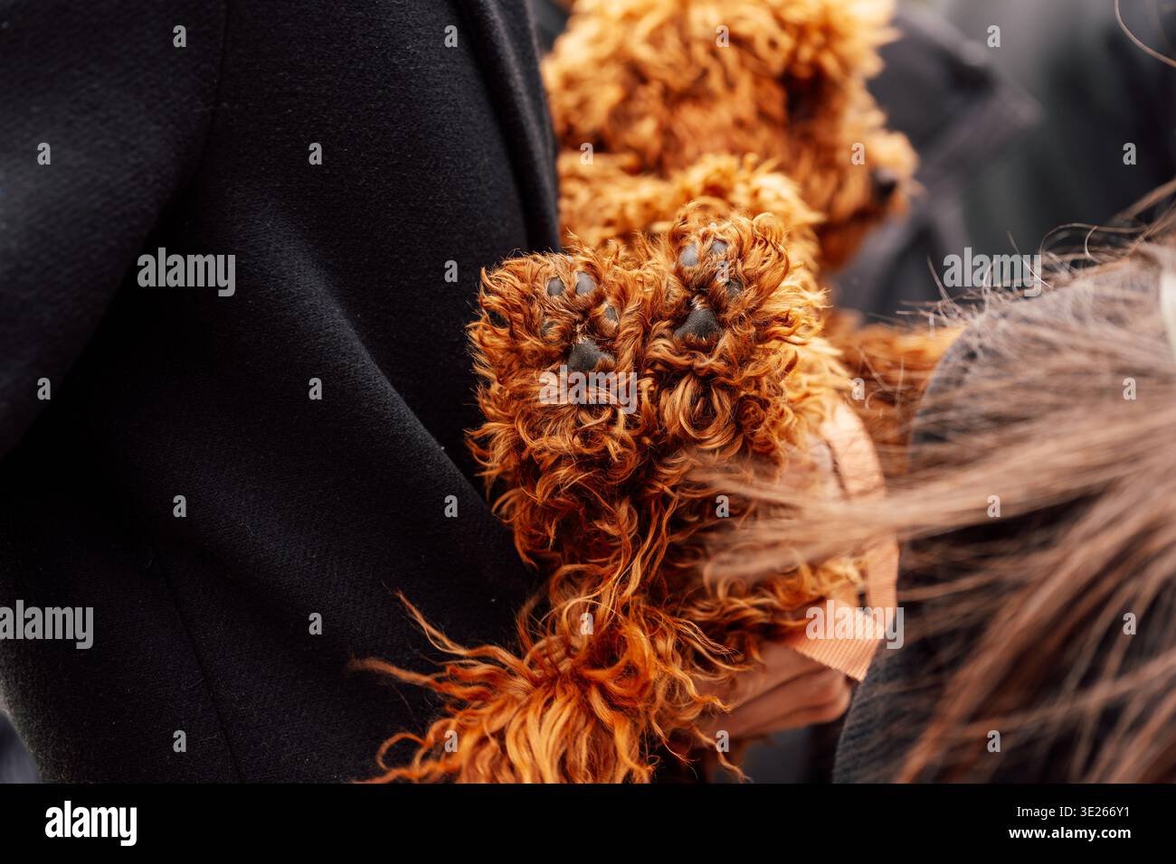 Una scena affettuosa che illustra la connessione profonda e il comfort condiviso da animali e custode Foto Stock