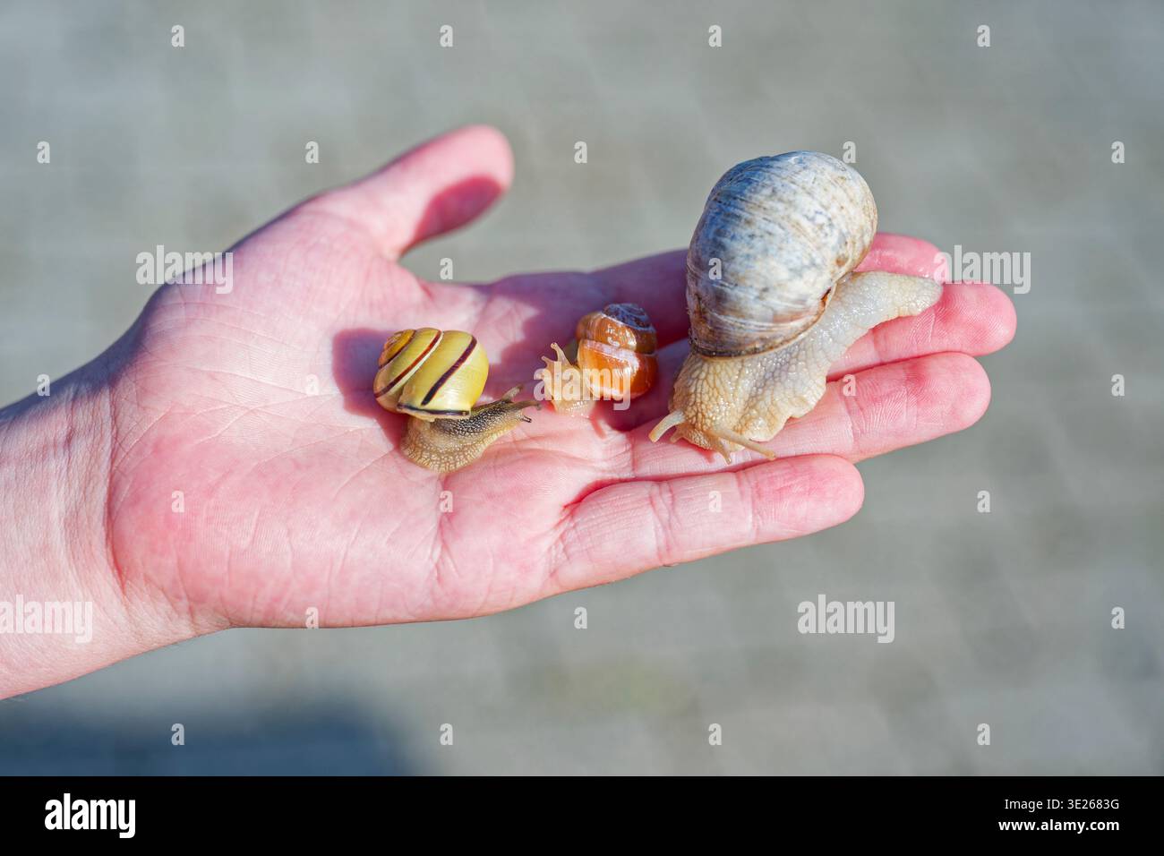 Una mano umana regge tre lumache di diverse dimensioni e motivi di conchiglia su uno sfondo esterno sfocato, mostrando la natura e la diversità della fauna selvatica. Foto Stock