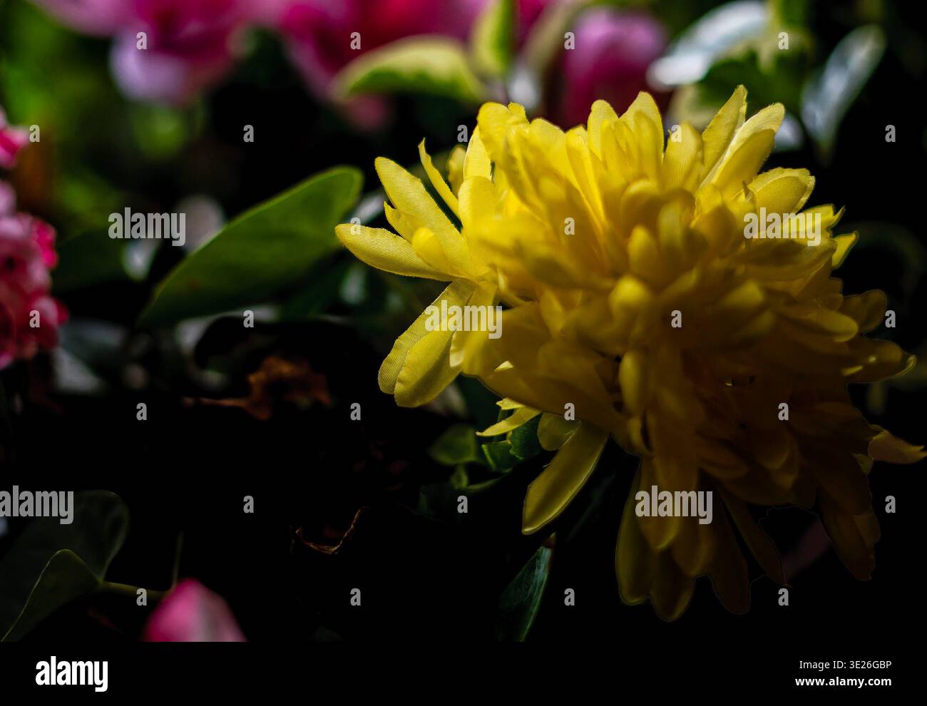 I petali di un crisantemo giallo Foto Stock