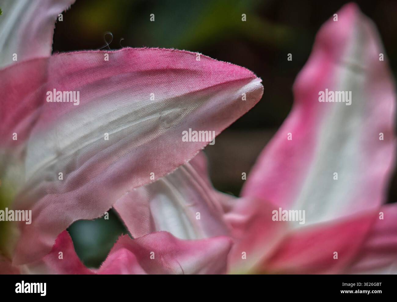 Una vista stilizzata di una Magnolia Rosa Foto Stock