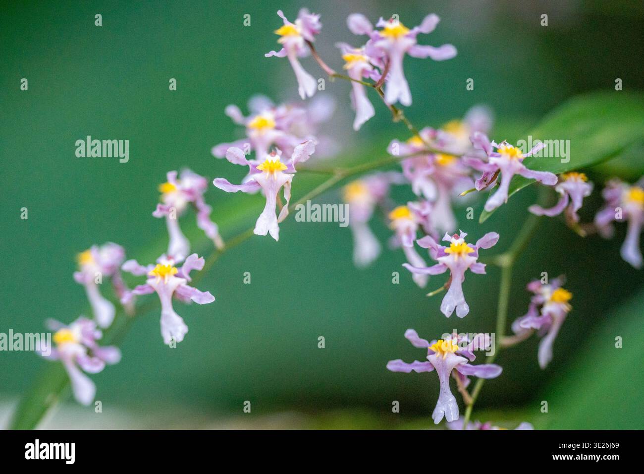 Coban, Guatemala - delicate orchidee rosa con centri gialli brillanti catturate in una macro composizione ravvicinata, che mostra petali fini, steli e boke morbido Foto Stock