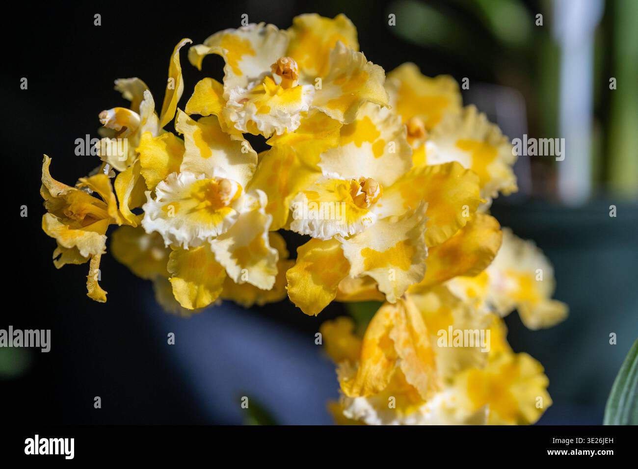 Coban, Guatemala - un vivace gruppo di orchidee gialle con bordi bianchi arricciati fotografati in una morbida luce naturale all'interno di una serra, che mette in risalto l'atmosfera Foto Stock