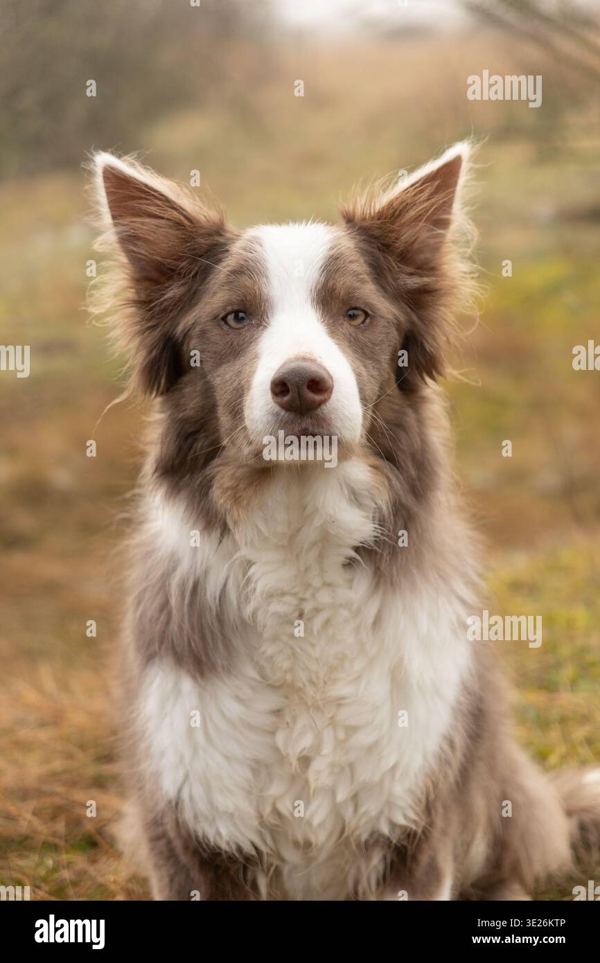 Ritratto frontale di un collie con bordo marrone e bianco in una luce naturale soffusa Foto Stock