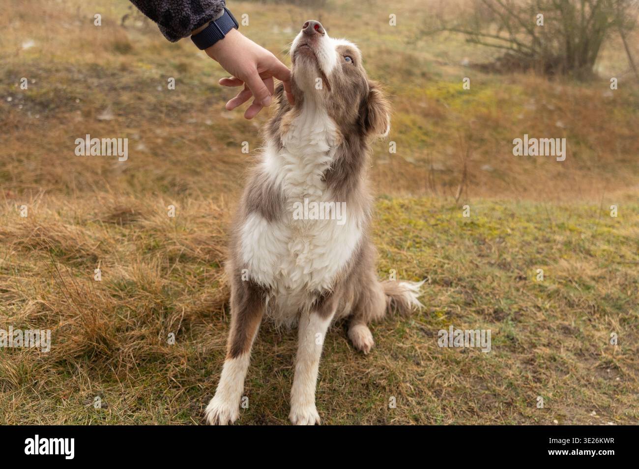 Border collie marrone e bianco accarezzato all'aperto in una campagna nebbiosa che guarda molto dolcemente il suo proprietario con le orecchie appoggiate sul collo. Foto Stock