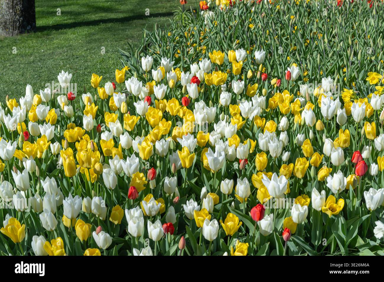 Una classica scena di file di tulipani bianchi e gialli assolati che costeggiano un sentiero erboso, con un tronco d'albero in primo piano al parco Keukenhof. Foto Stock