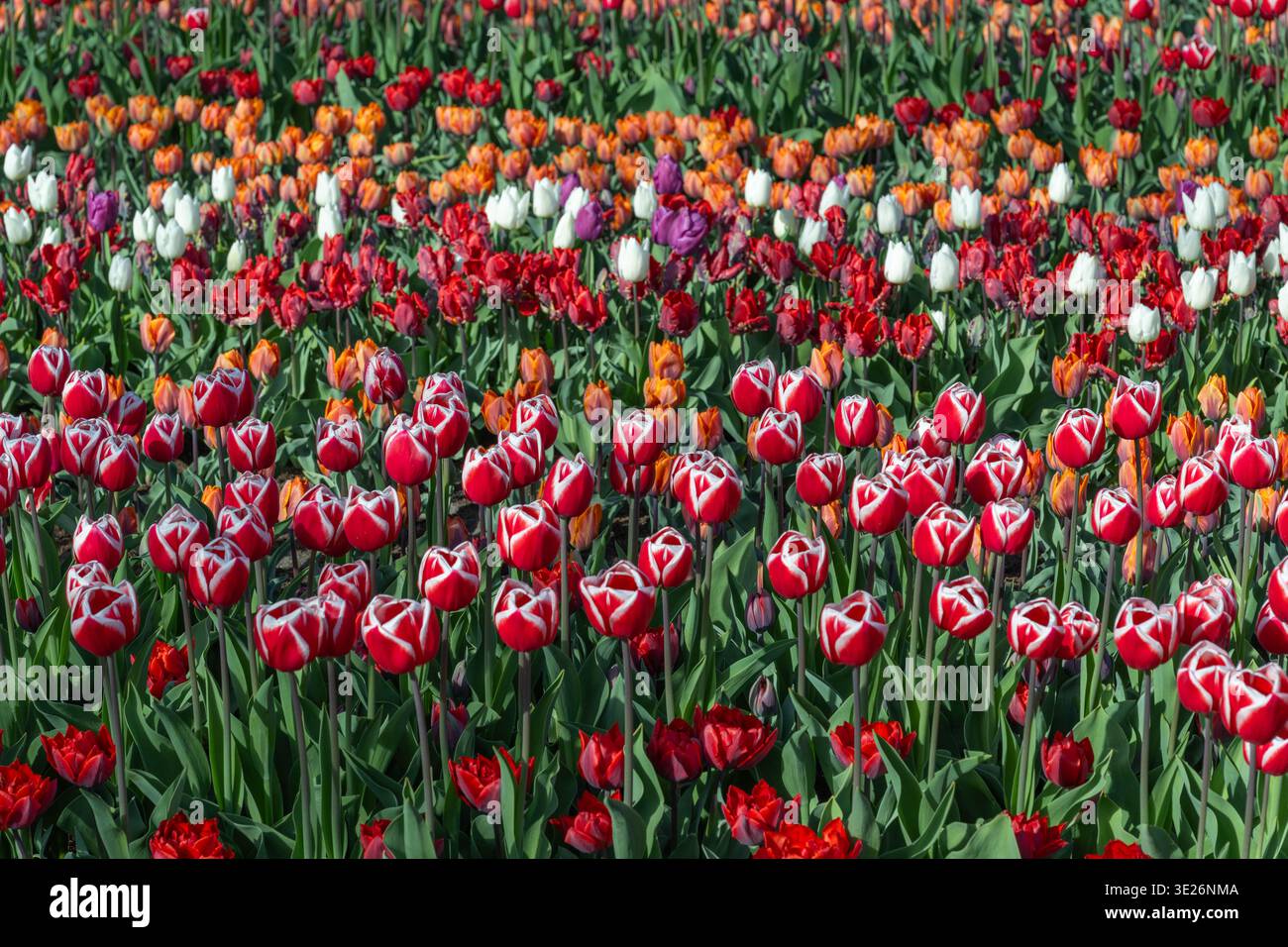 Cornice completa di tulipani magenta e rosa tenui in piena fioritura. Una disposizione floreale densa e colorata che crea uno sfondo naturale e vivace. Foto Stock
