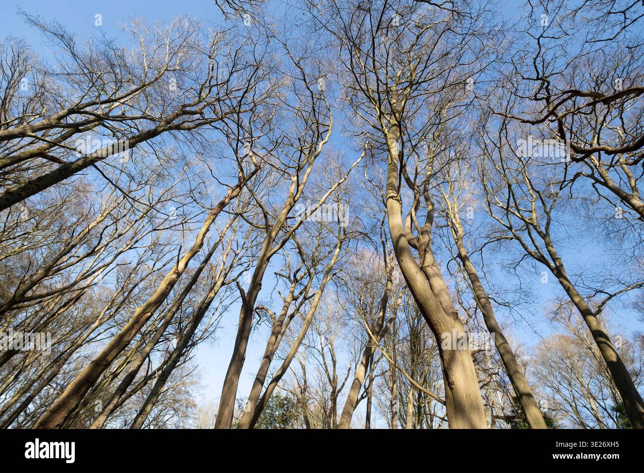 Alberi senza fronzoli adagiati contro un cielo azzurro e soleggiato diretti a Spring, Worcestershire, Inghilterra. Foto Stock