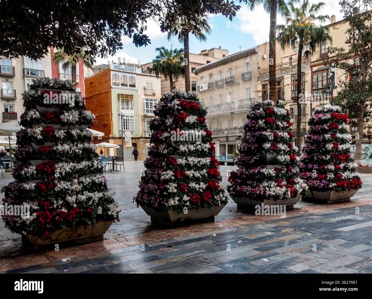 Piantatrici a più livelli con fiori ciclamini rossi e bianchi in una piazza di Cartagena, in Spagna, con palme ed edifici storici sullo sfondo. Foto Stock