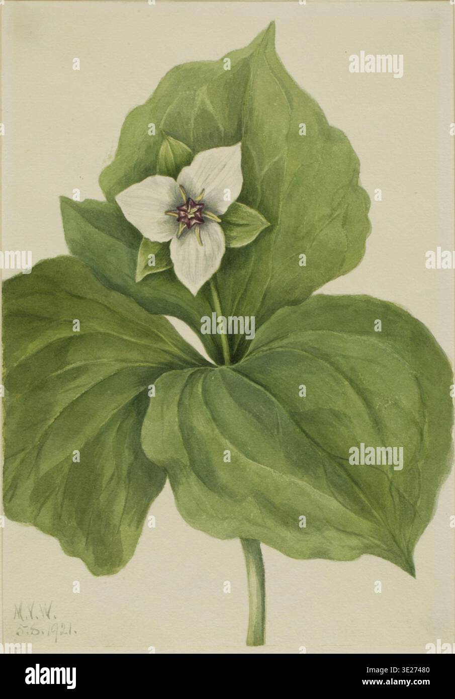 Illustrazione botanica storica di Wax trillium (album Trillium), che mostra un fiore bianco a tre petali con ampie foglie verdi disposte in una balena, di Mary Vaux Walcott, 1921. Foto Stock