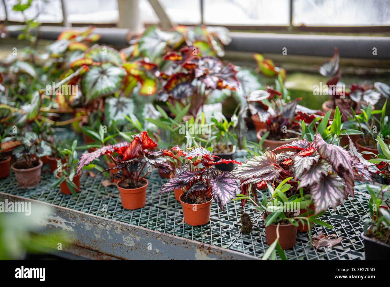 Primavera nell'accogliente giardino d'inverno, collezione di vari tipi di begonie in pentole esposte ai tavoli. Foto Stock