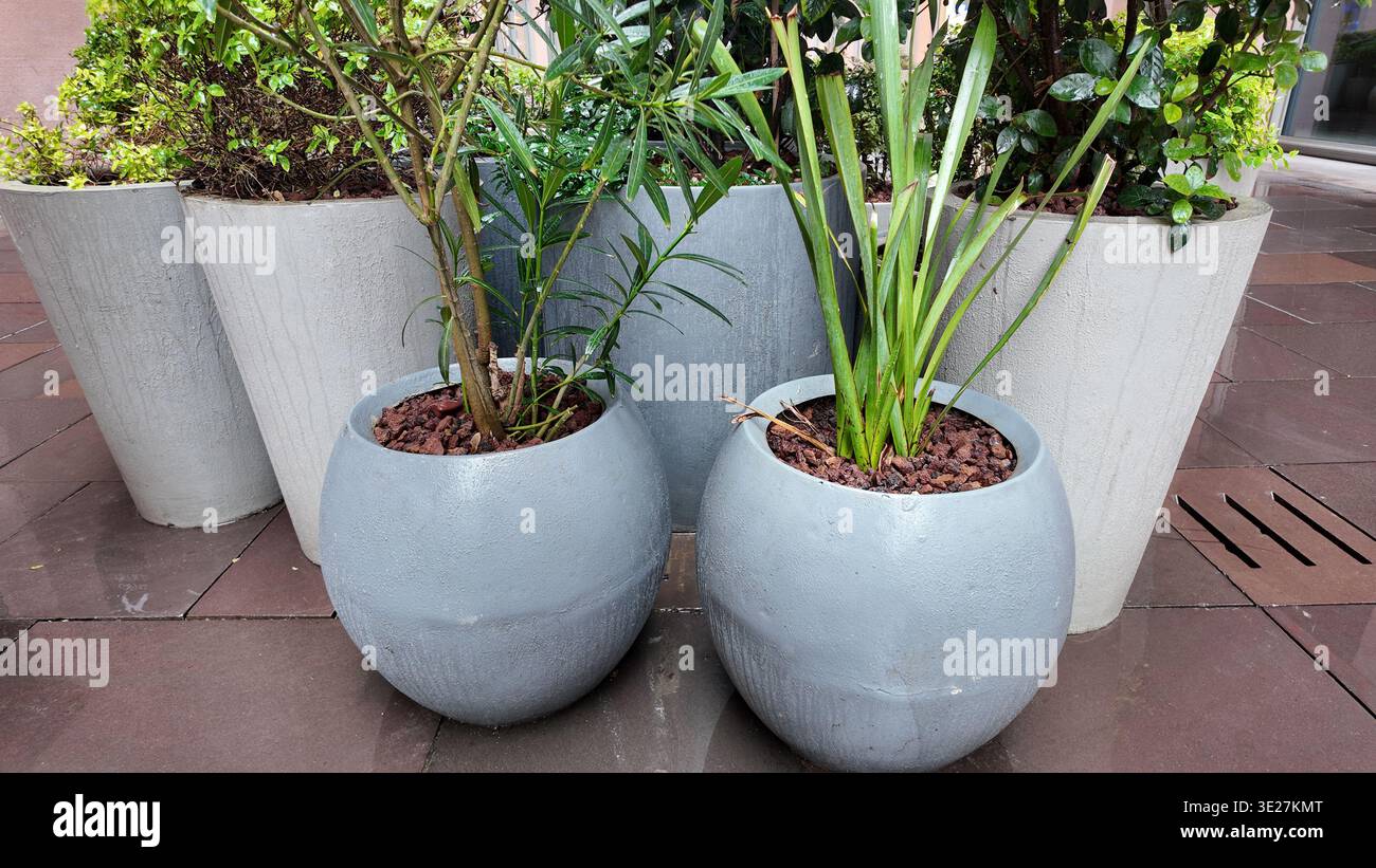 Piante in vaso in contenitori rotondi nel patio esterno Foto Stock