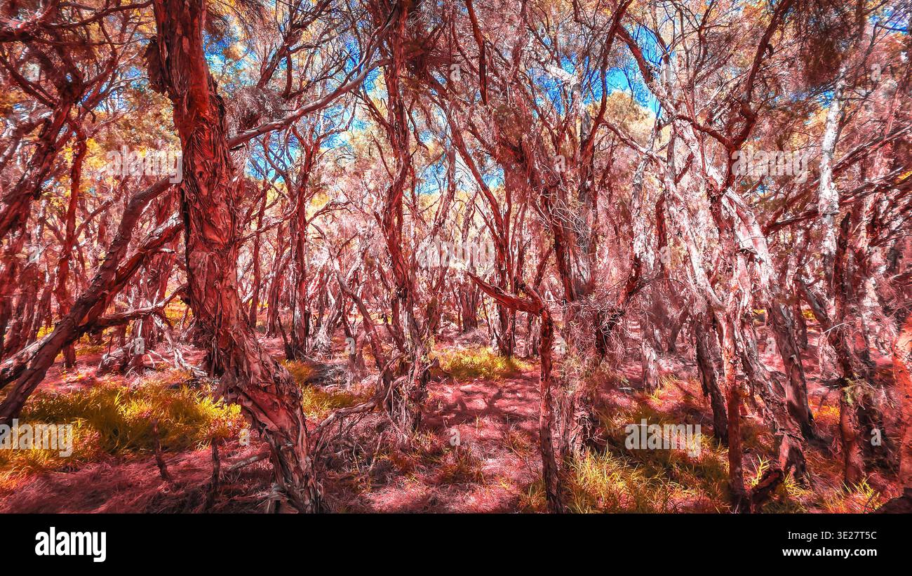 Una vibrante scena forestale mostra corteccia d'albero storta, la luce del sole che filtra attraverso il fogliame e macchie di erba dorata sul fondo della foresta. Foto Stock