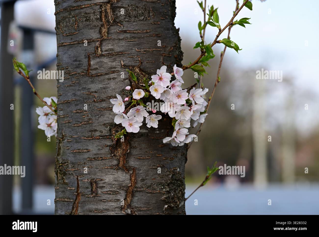 I ciliegi fioriscono sul tronco di un ciliegio a Düsseldorf, in Germania Foto Stock
