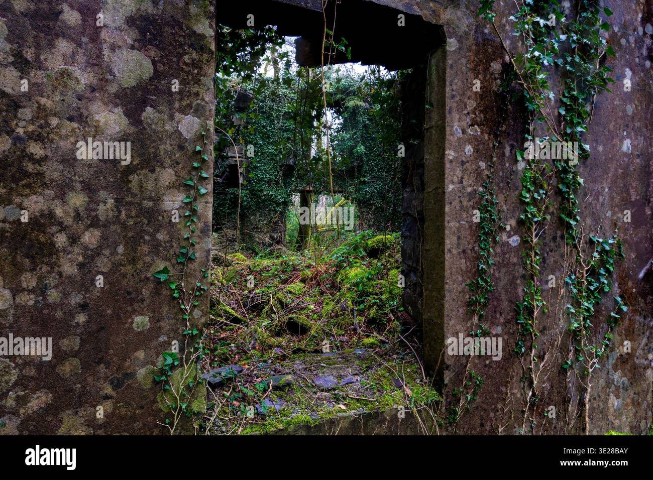 Finestra in pietra rivestita di edera all'interno di una rovina senza tetto nella cava di Dorothea Foto Stock