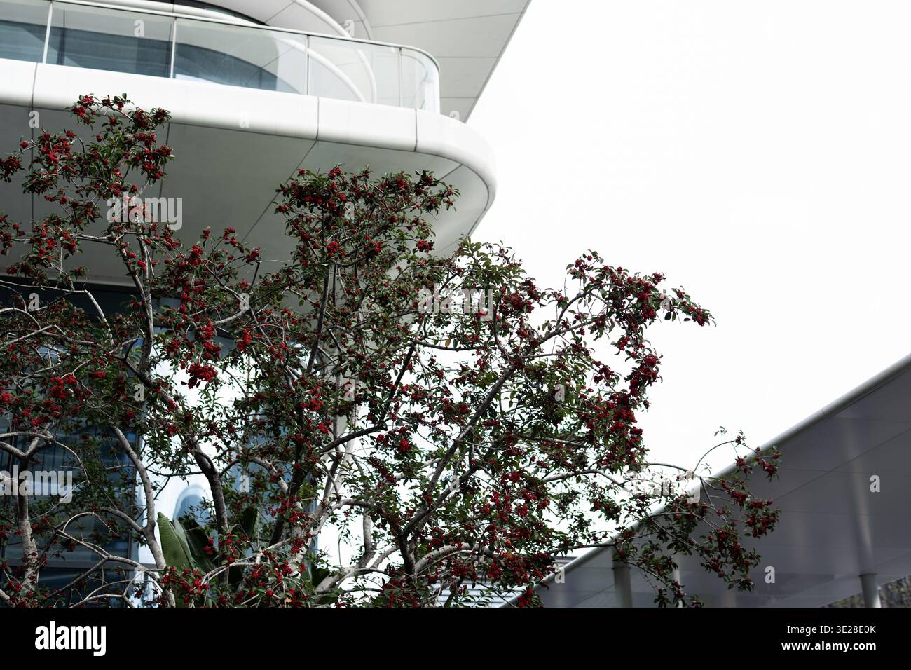Edificio moderno con alberi di bacca rossa in primo piano, paesaggio urbano a Los Angeles, California Foto Stock