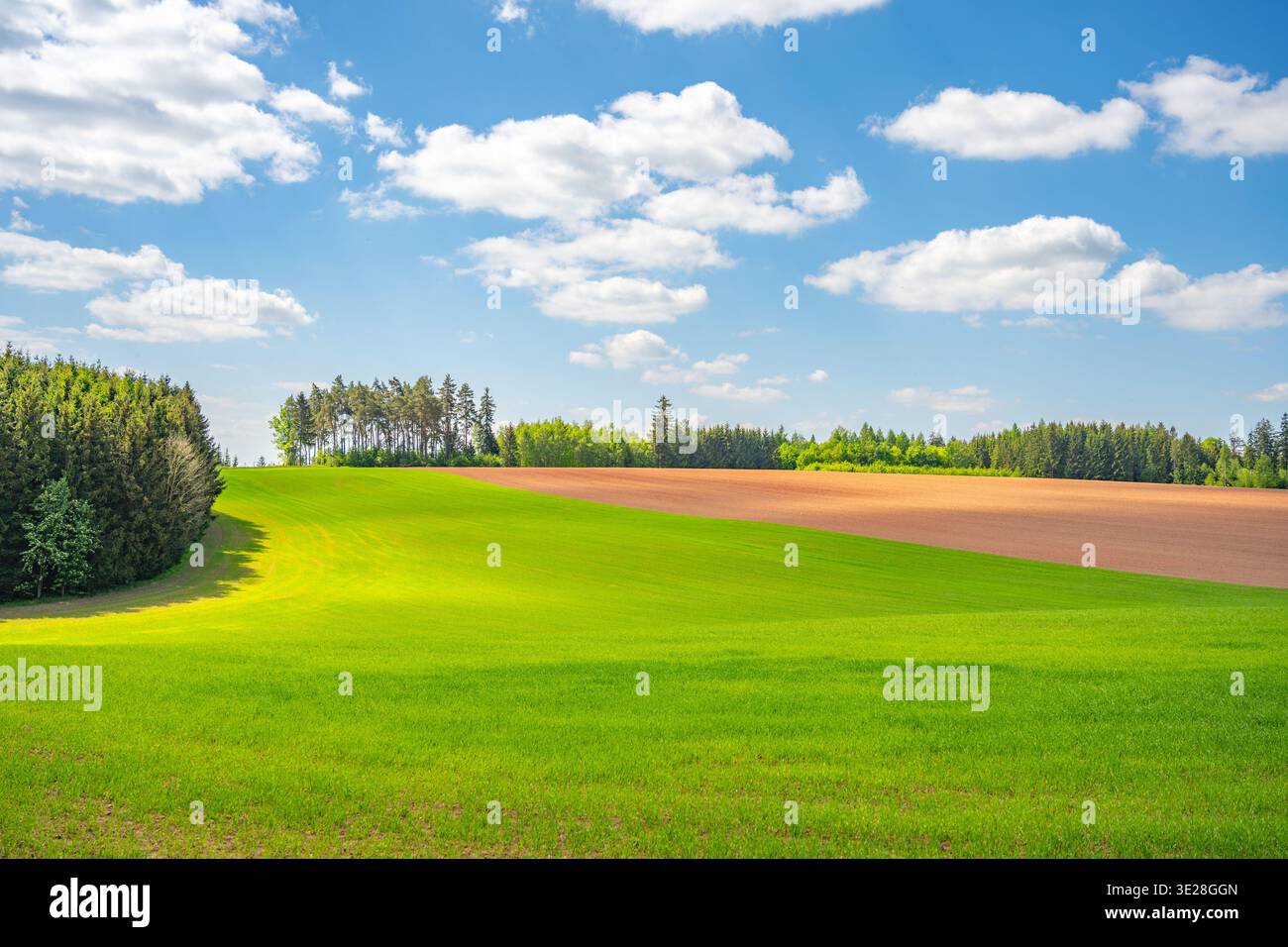 Il paesaggio agricolo ondulato mostra campi di erba verde e terreno argilloso rosso vicino a Nova Paka in Cechia. Il cielo azzurro con nuvole bianche galleggia sopra i campi, a indicare l'ora del giorno. Foto Stock