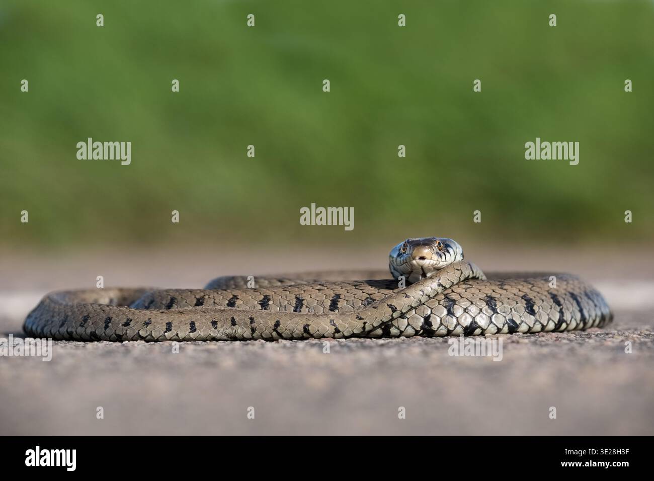 Couleuvre à collier traversant une Route de campagne dans le parc naturel régional du Vexin / Natrix Natrix serpente erba attraversando una strada di campagna nel Foto Stock