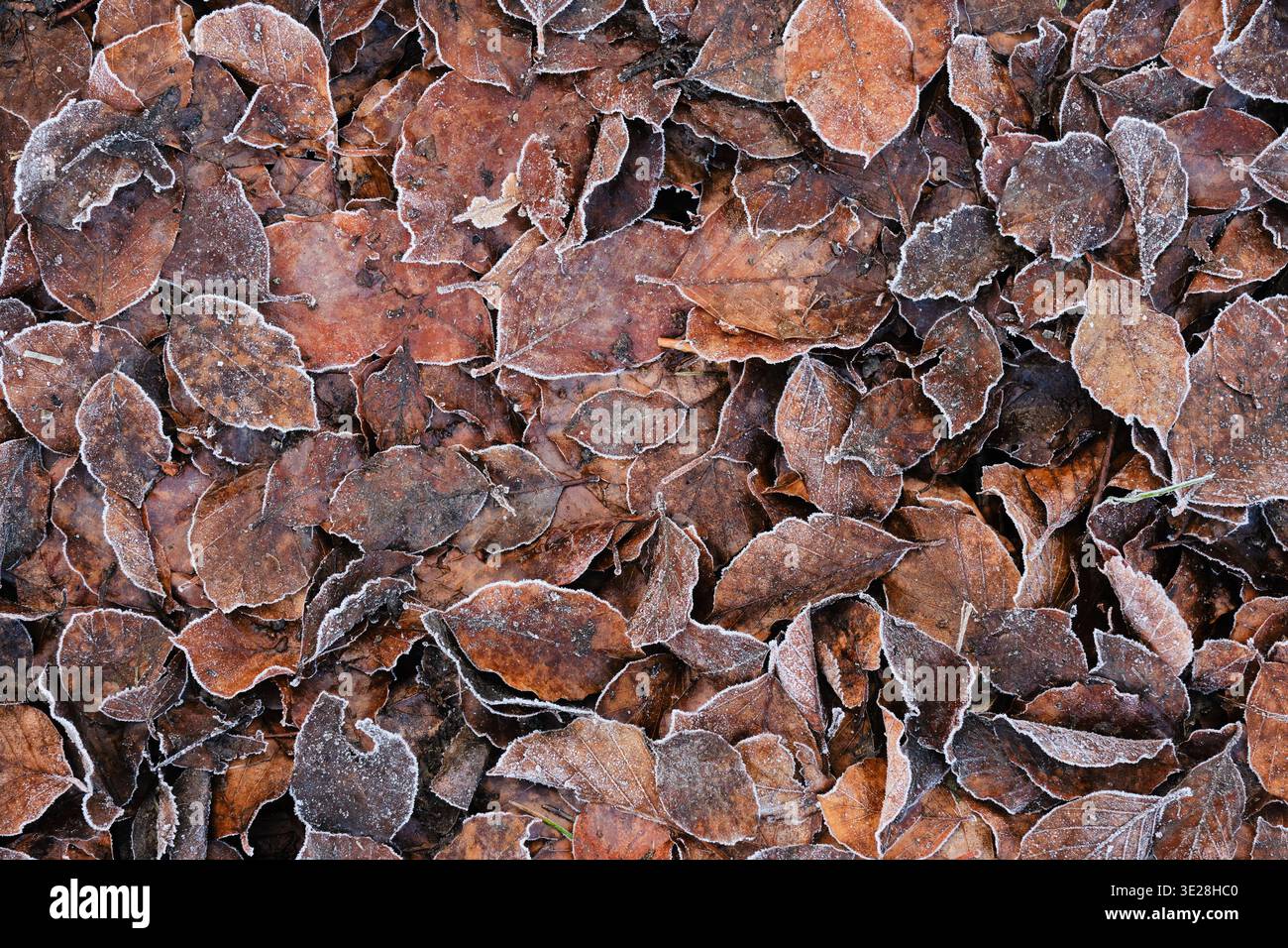 Matière de feuilles marrons au sol avec du givre en hiver / materiale a foglia marrone sul terreno con gelo in inverno. Foto Stock