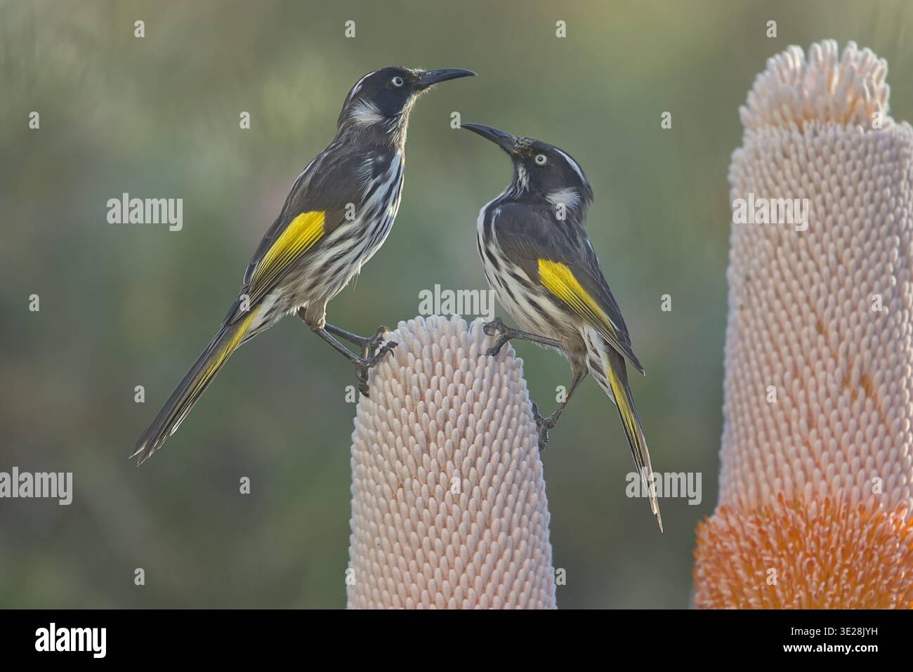 New Holland Honeyeater (Phylidonyris novaehollandiae) un uccello da giardino comune a Perth e un impollinatore chiave per le piante di Banksia. Foto Stock