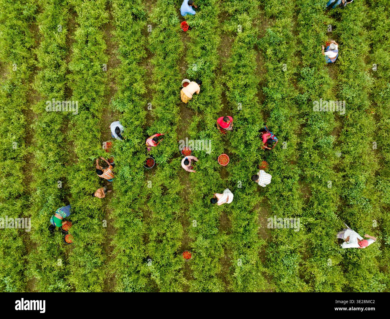Tetulia, Bangladesh - 28 aprile 2025: Veduta aerea dei lavoratori che raccolgono raccolti, i loro vestiti colorati contrastano con i vivaci campi verdi. Foto Stock