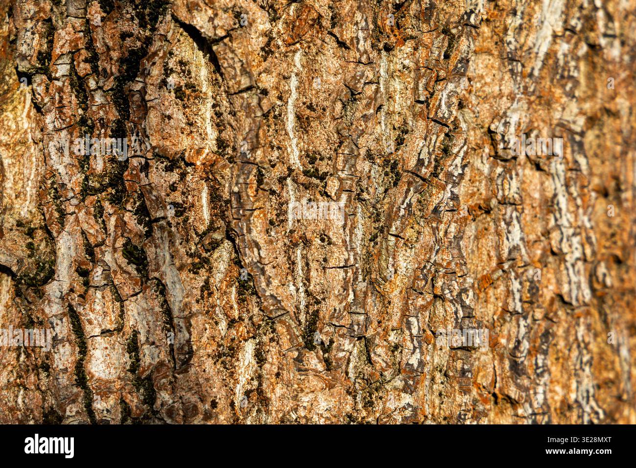 Primo piano di corteccia ruvida degli alberi. Vista macro dettagliata della corteccia degli alberi incrinata con motivi naturali, toni terrosi e superficie ruvida su una Foto Stock