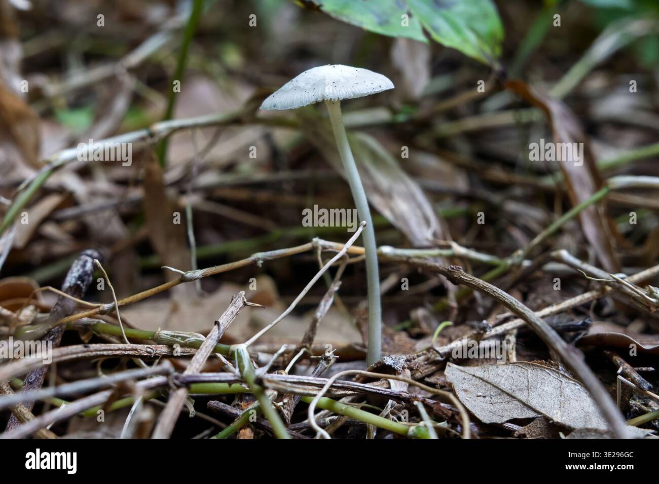 Funghi gilled non identificati, Petite Anse, contea di St Patrick, Grenada Foto Stock