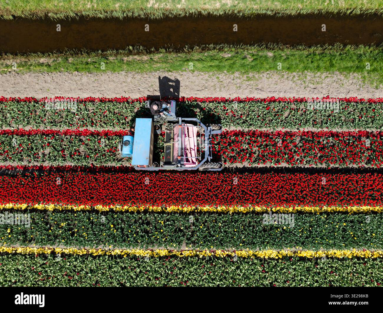 Vista aerea di una macchina da raccolta che si muove attraverso un colorato campo di tulipani, creando vivaci strisce di rosso, giallo e verde, Benningbroek, Noord-Hol Foto Stock