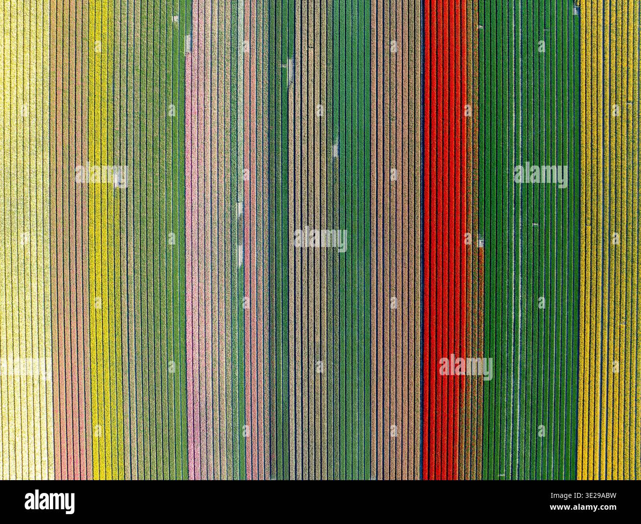La vista aerea delle vivaci file di tulipani multicolori crea un'impressionante arazzo che attraversa il paesaggio di Hem, Olanda settentrionale, Paesi Bassi. Foto Stock
