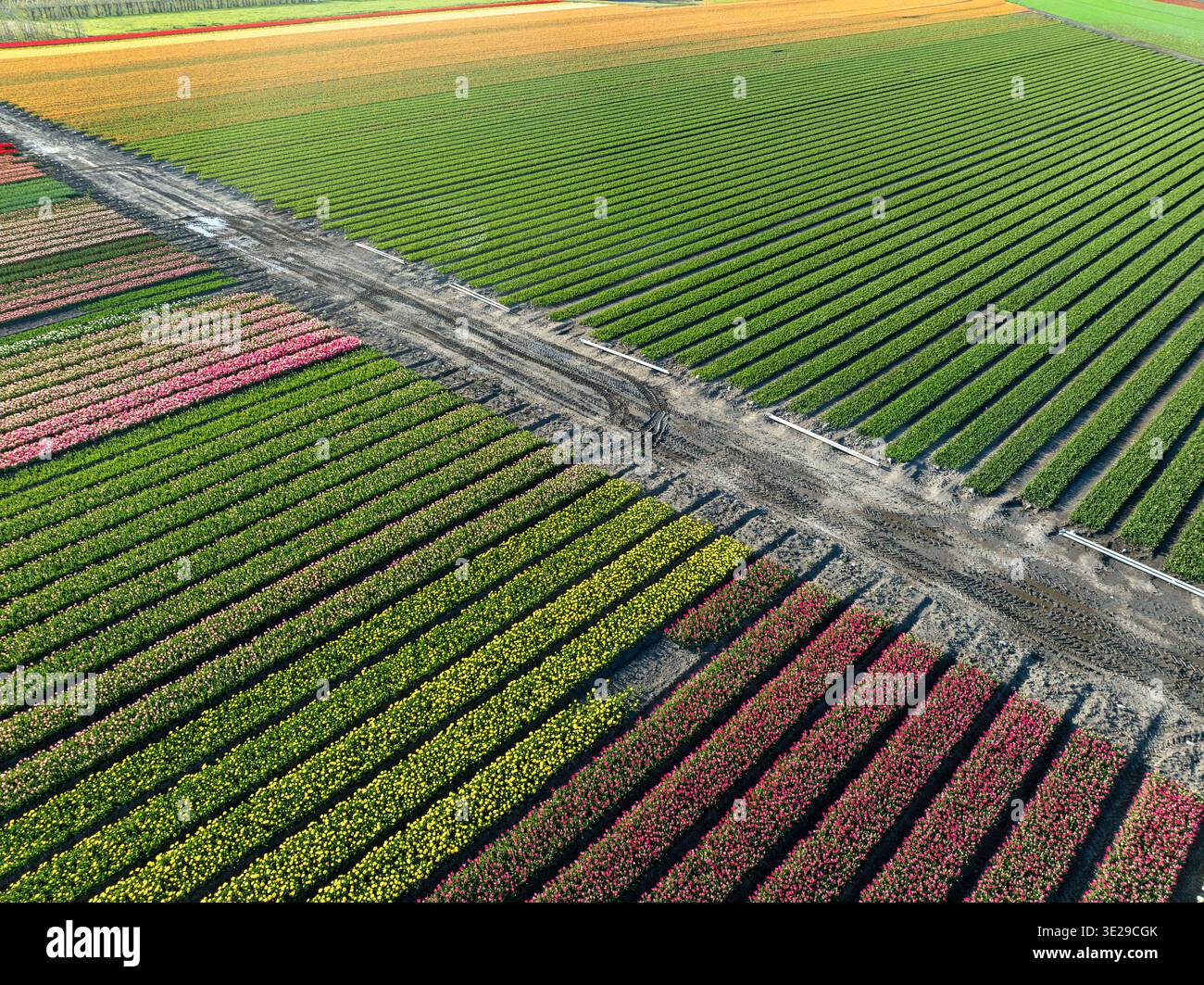 Veduta aerea dei vibranti campi di tulipani che creano una trapunta di colori sotto il cielo olandese, Oostwoud, Olanda settentrionale, Paesi Bassi. Foto Stock