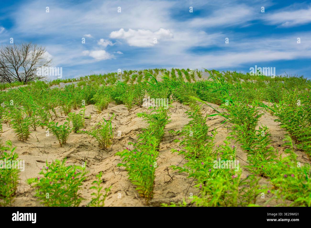 Le dune ondulate sono ricoperte da file di ceci accuratamente piantate, evidenziando la resilienza agricola in un ambiente desertico aspro Foto Stock