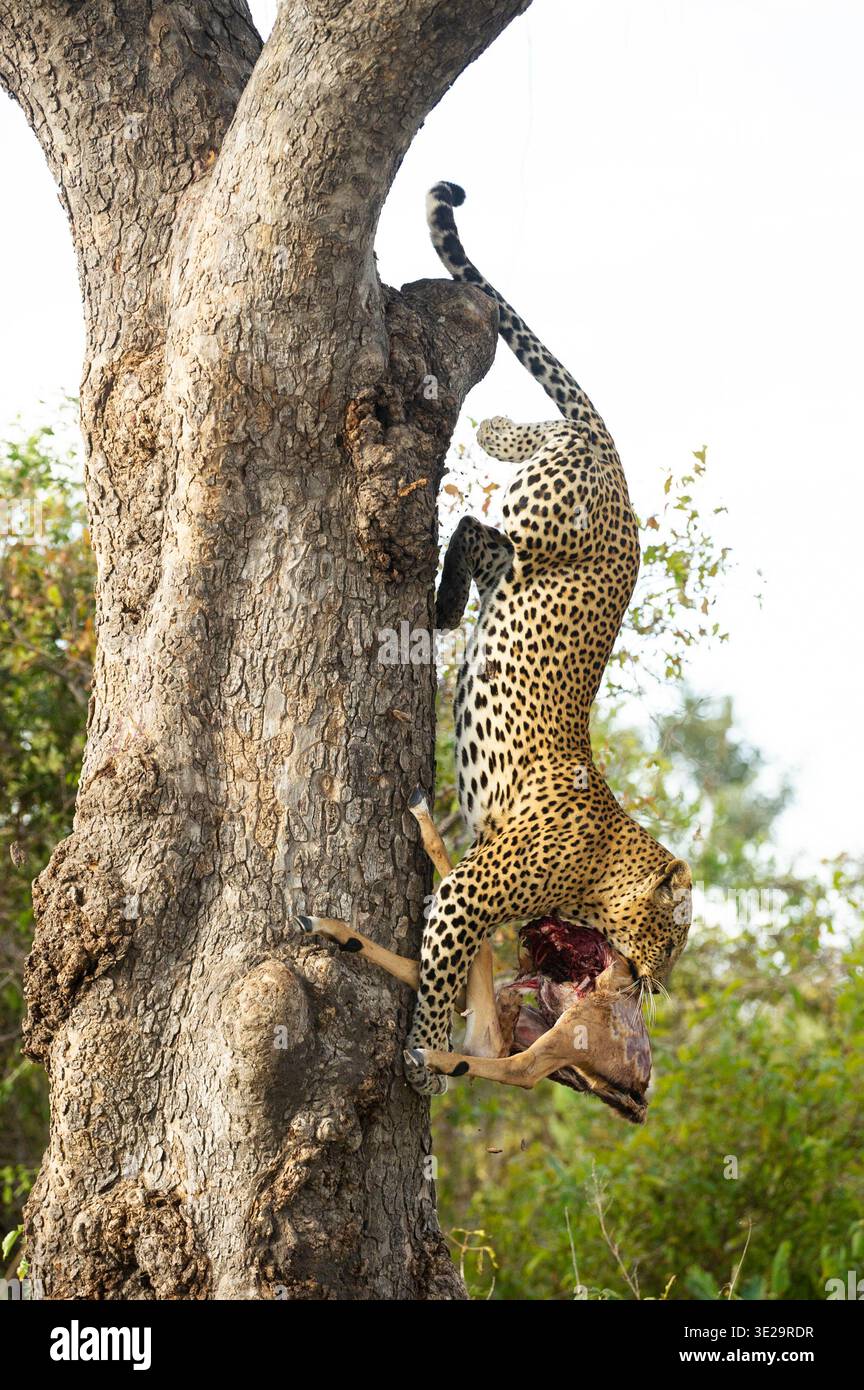 Leopardo che scende da un albero con Kill, Panthera pardus, Ruaha National Park, Tanzania Foto Stock