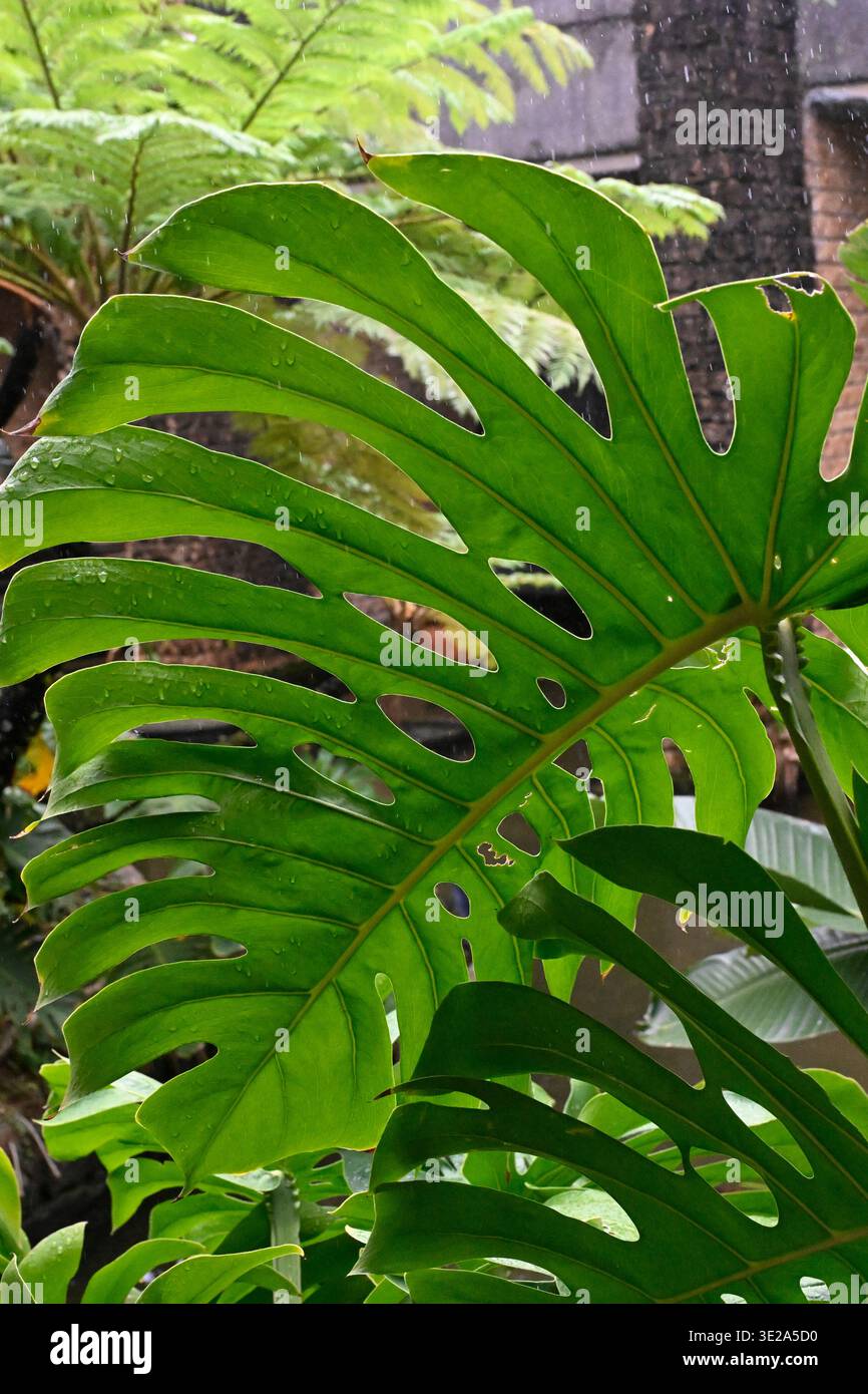 Giardino botanico Tropical Dream Center nell'Ocean Expo Park, Motobu, Okinawa, Giappone. Foto Stock