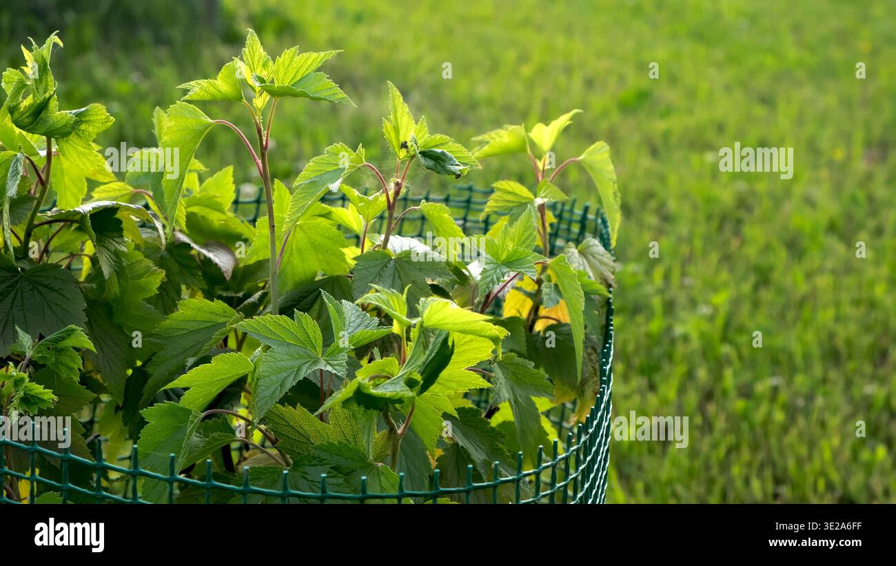 Cespuglio di ribes nero su sfondo verde. L'arbusto con foglie verdi brillanti protetto da recinzione in rete di plastica da parassiti roditori e componenti meccanici Foto Stock