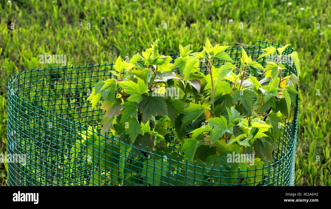 Cespuglio di ribes nero su sfondo verde. L'arbusto con foglie verdi brillanti protetto da recinzione in rete di plastica da parassiti roditori e componenti meccanici Foto Stock