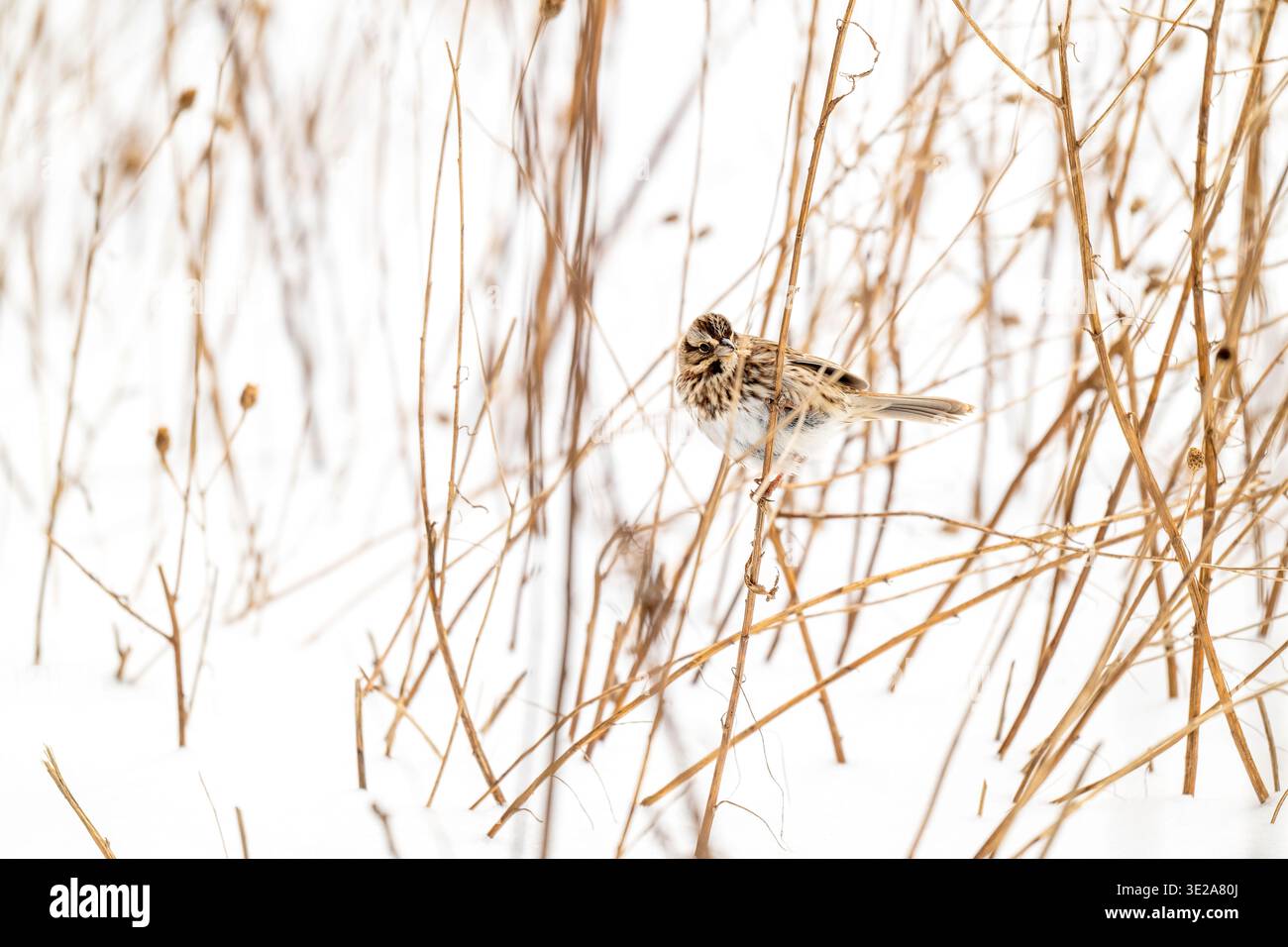 Piccoli uccelli che svernano Foto Stock