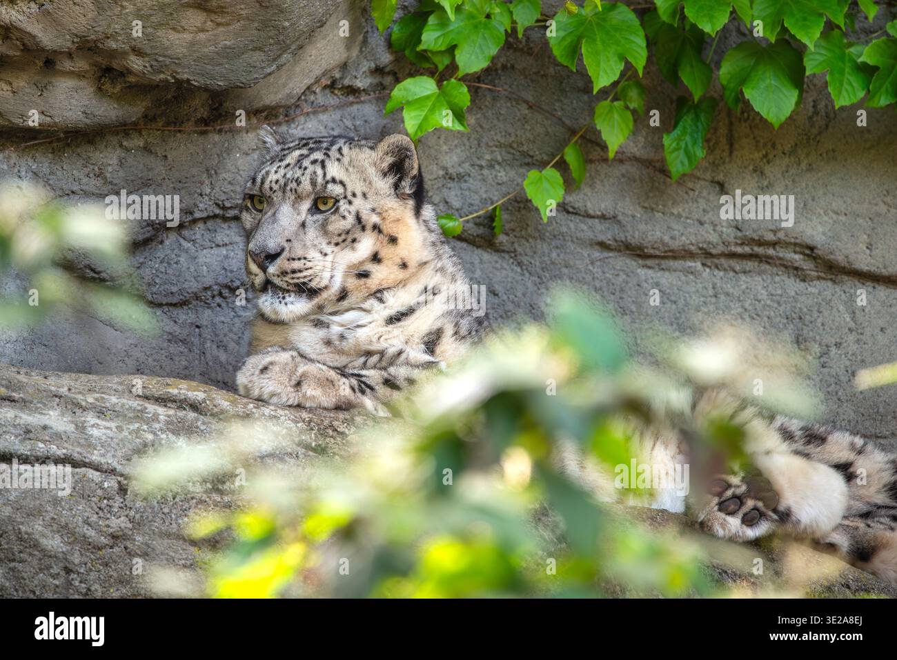 Snow Leopard Foto Stock