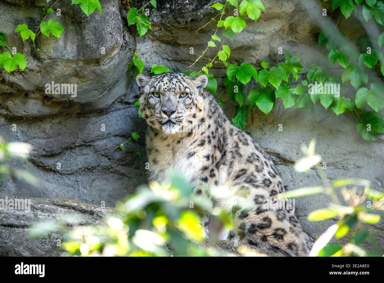 Snow Leopard Foto Stock