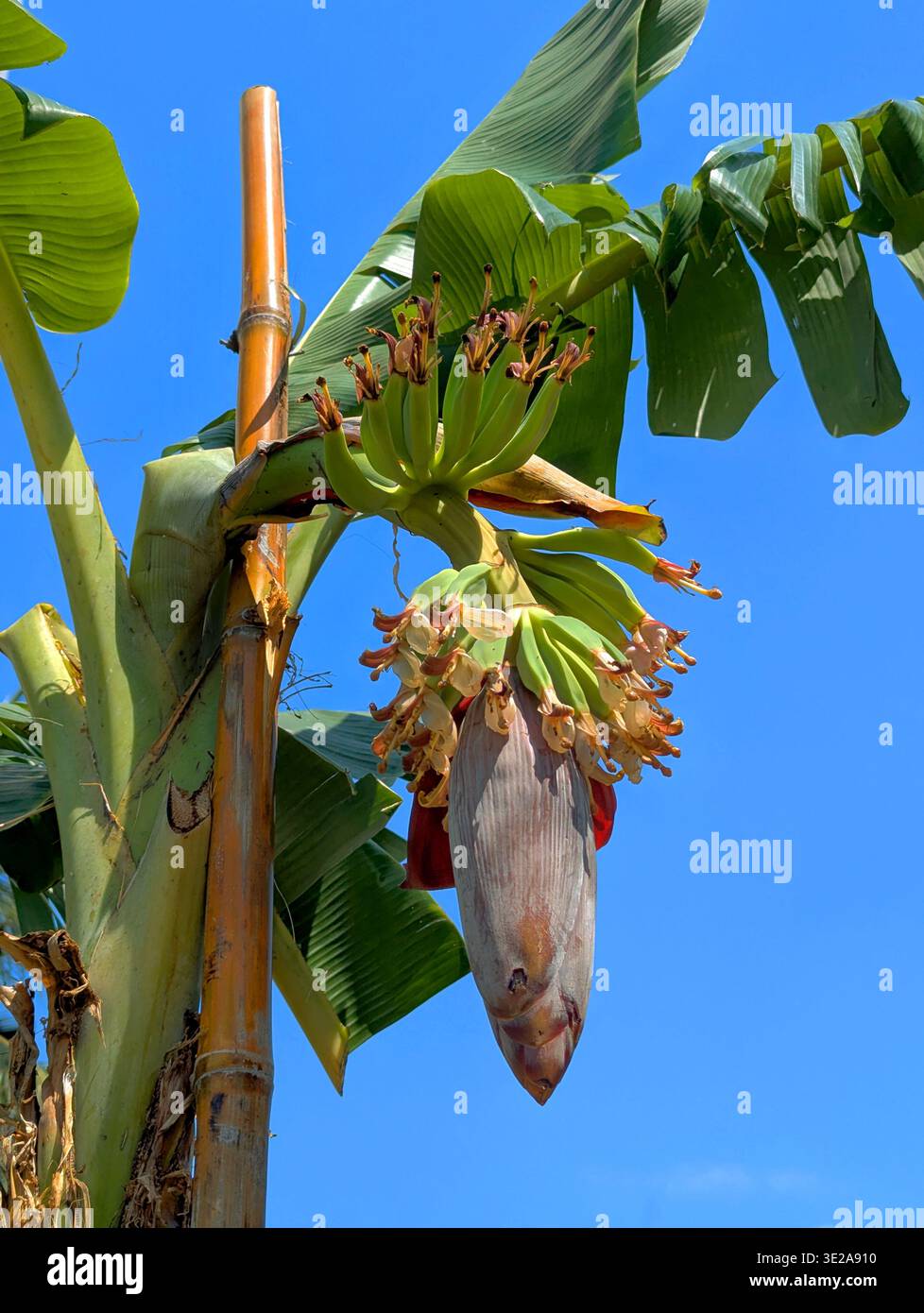 Primo piano di un fiore di banana e di un frutto giovane che emerge da una fioritura di banana viola, circondato da foglie verdi lussureggianti in un giardino tropicale soleggiato. Foto Stock