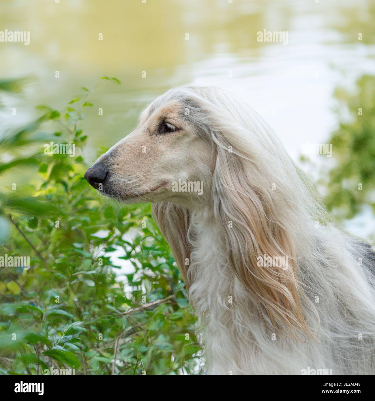 levriero afghano vicino a un lago Foto Stock